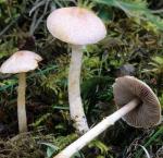 Agaricus diminutivus - Fungi Species | sokos jishebi | სოკოს ჯიშები